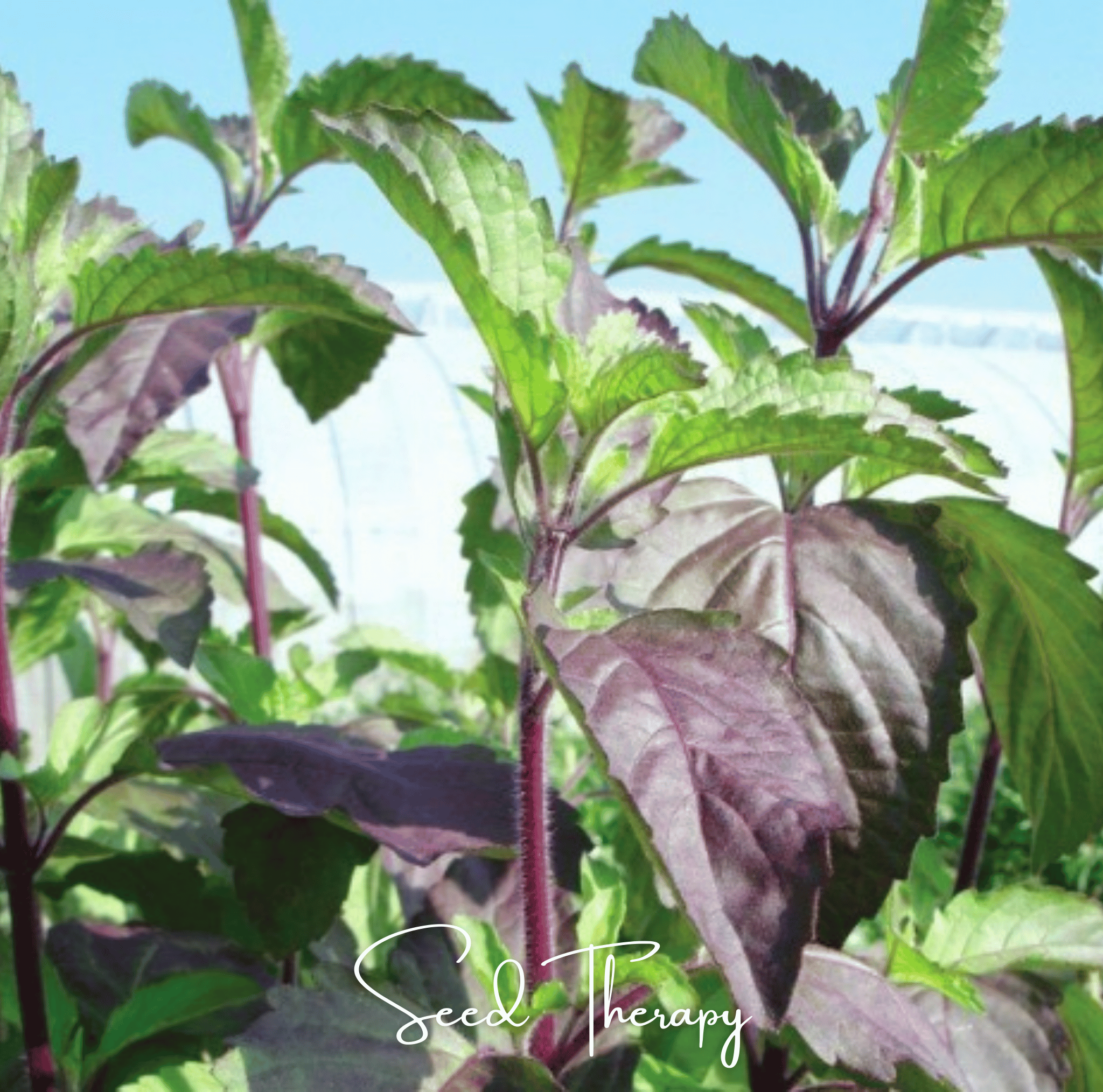Red Holy Basil – 250 Seeds Southern Seeds