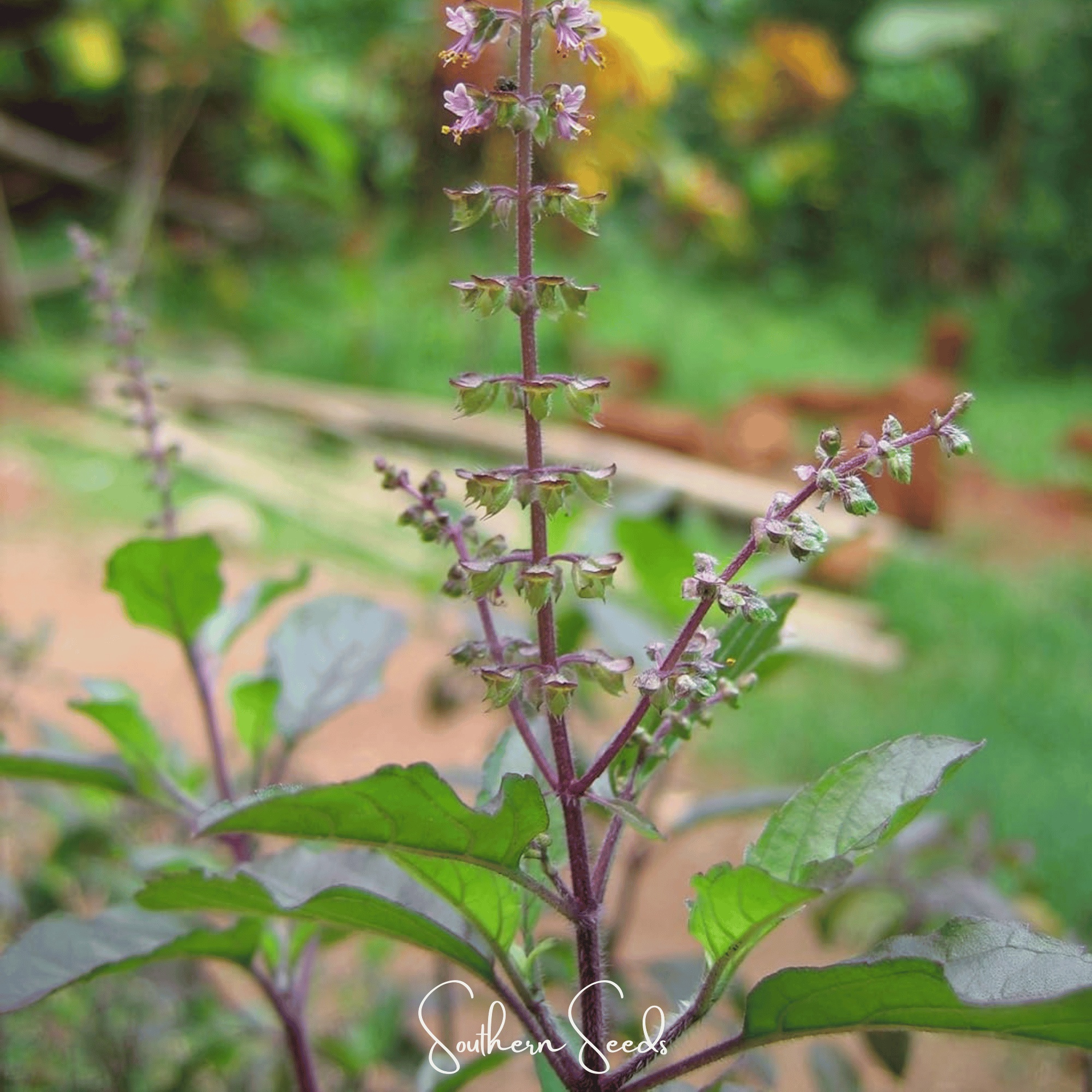 Red Holy Basil – 250 Seeds Southern Seeds
