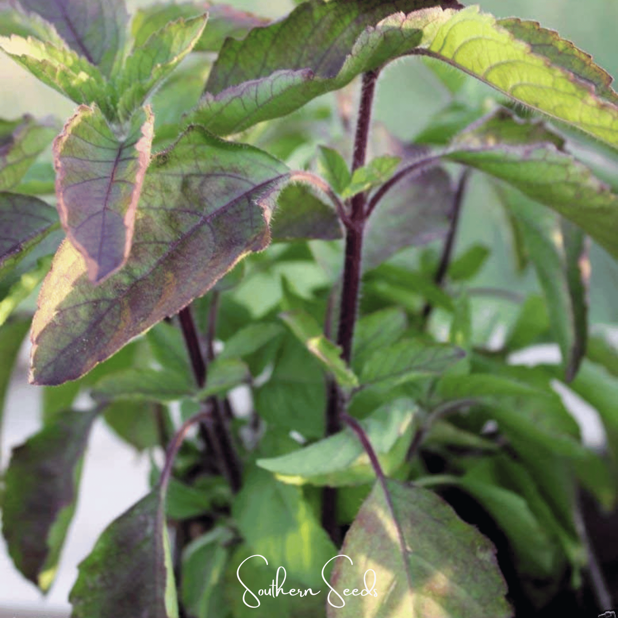 Red Holy Basil – 250 Seeds Southern Seeds