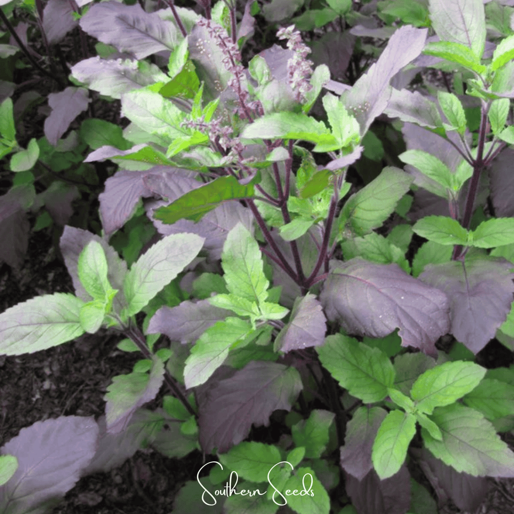 Red Holy Basil – 250 Seeds Southern Seeds