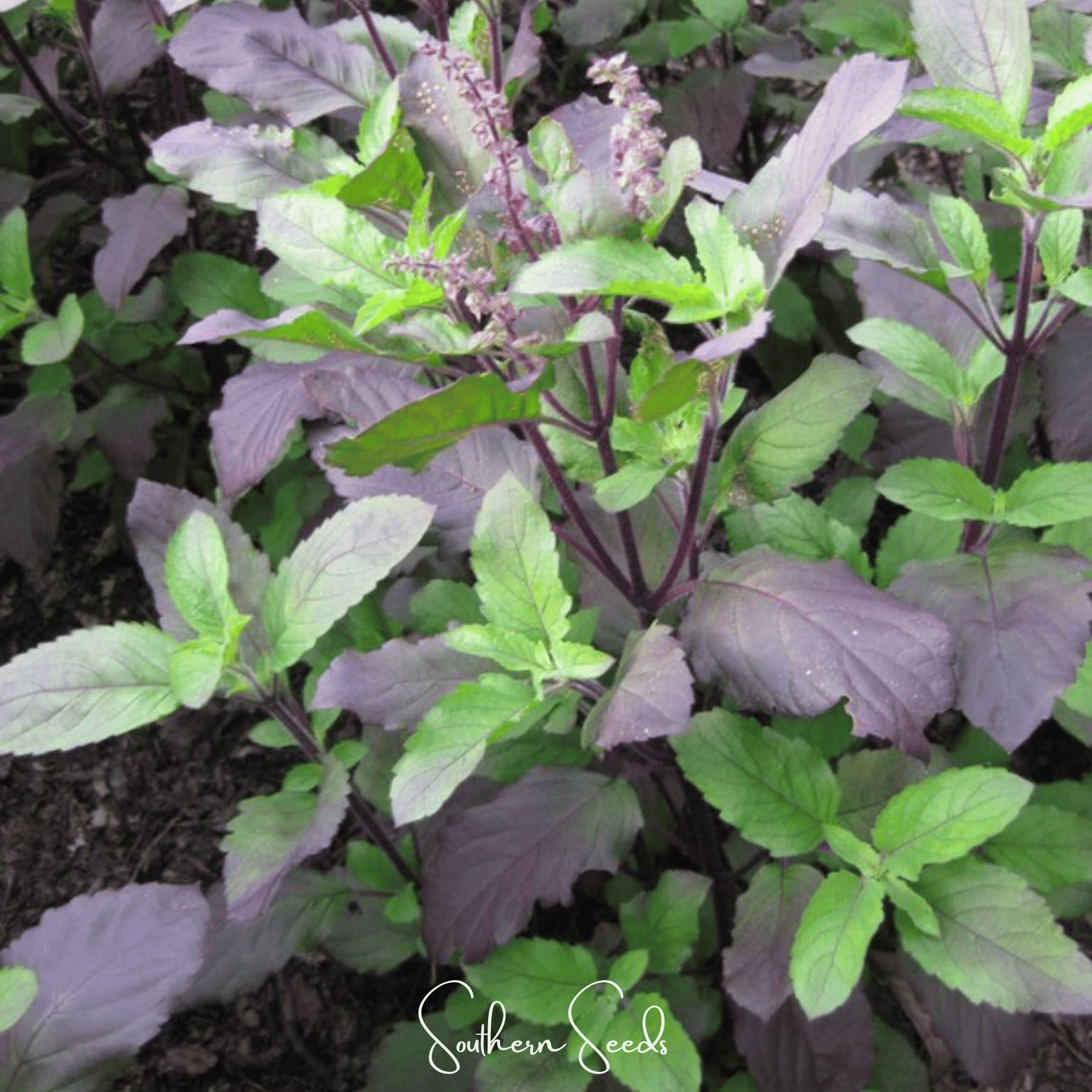 Red Holy Basil – 250 Seeds Southern Seeds