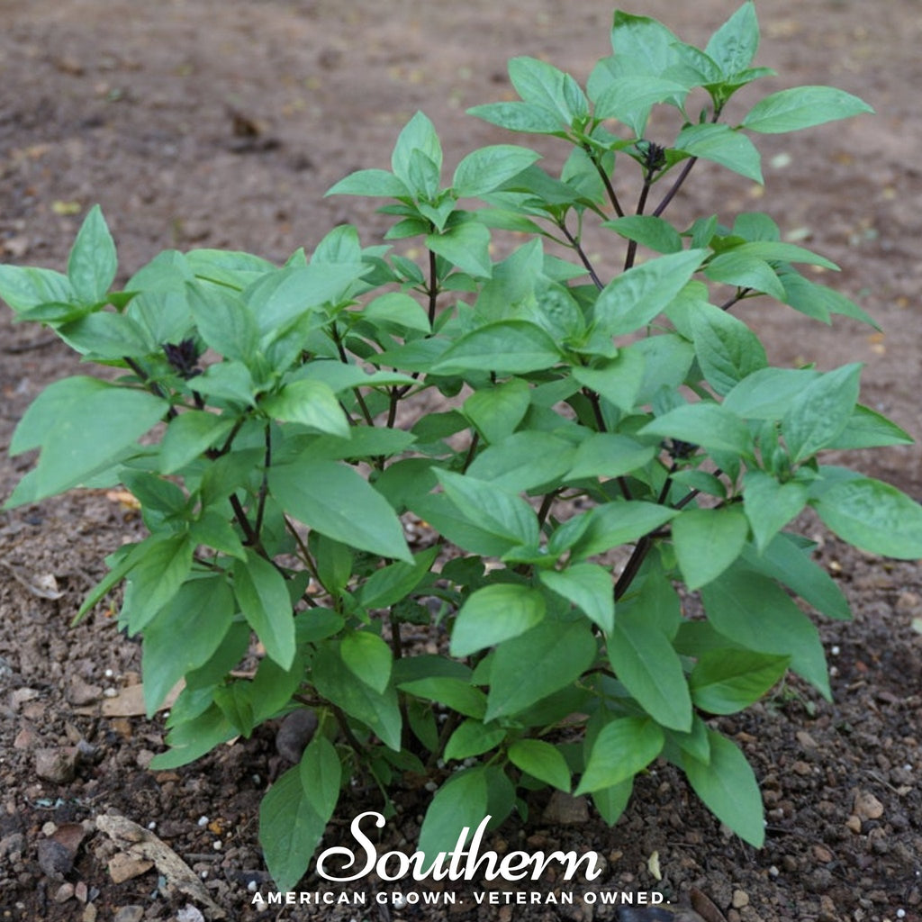 Licorice Basil – 250 Seeds Southern Seeds