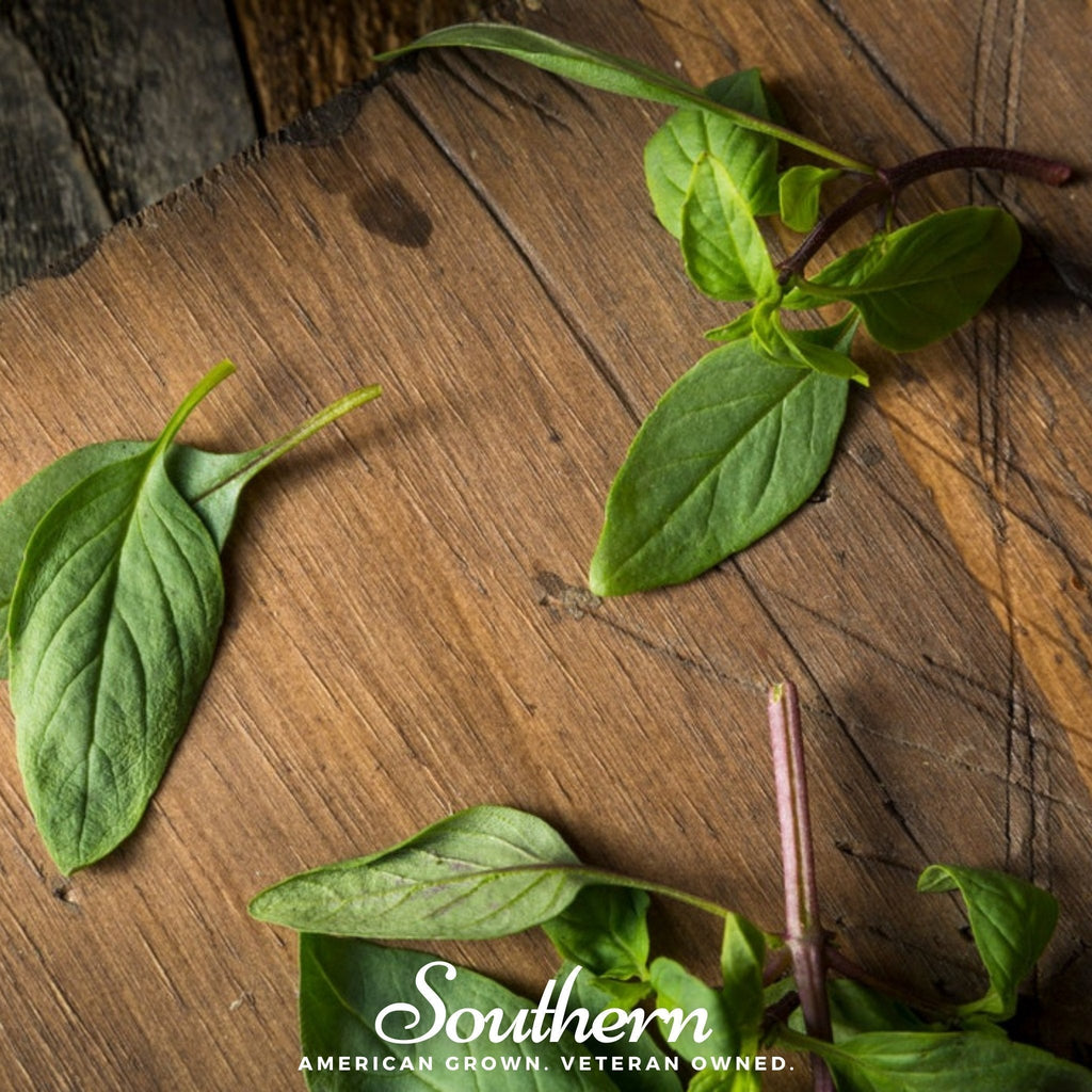 Licorice Basil – 250 Seeds Southern Seeds
