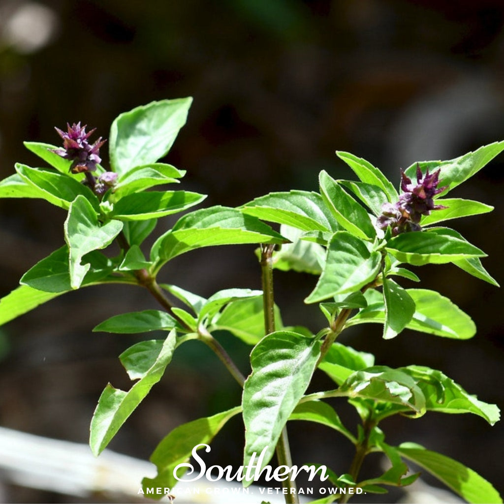 Licorice Basil – 250 Seeds Southern Seeds