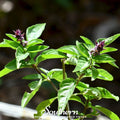 Licorice Basil – 250 Seeds Southern Seeds