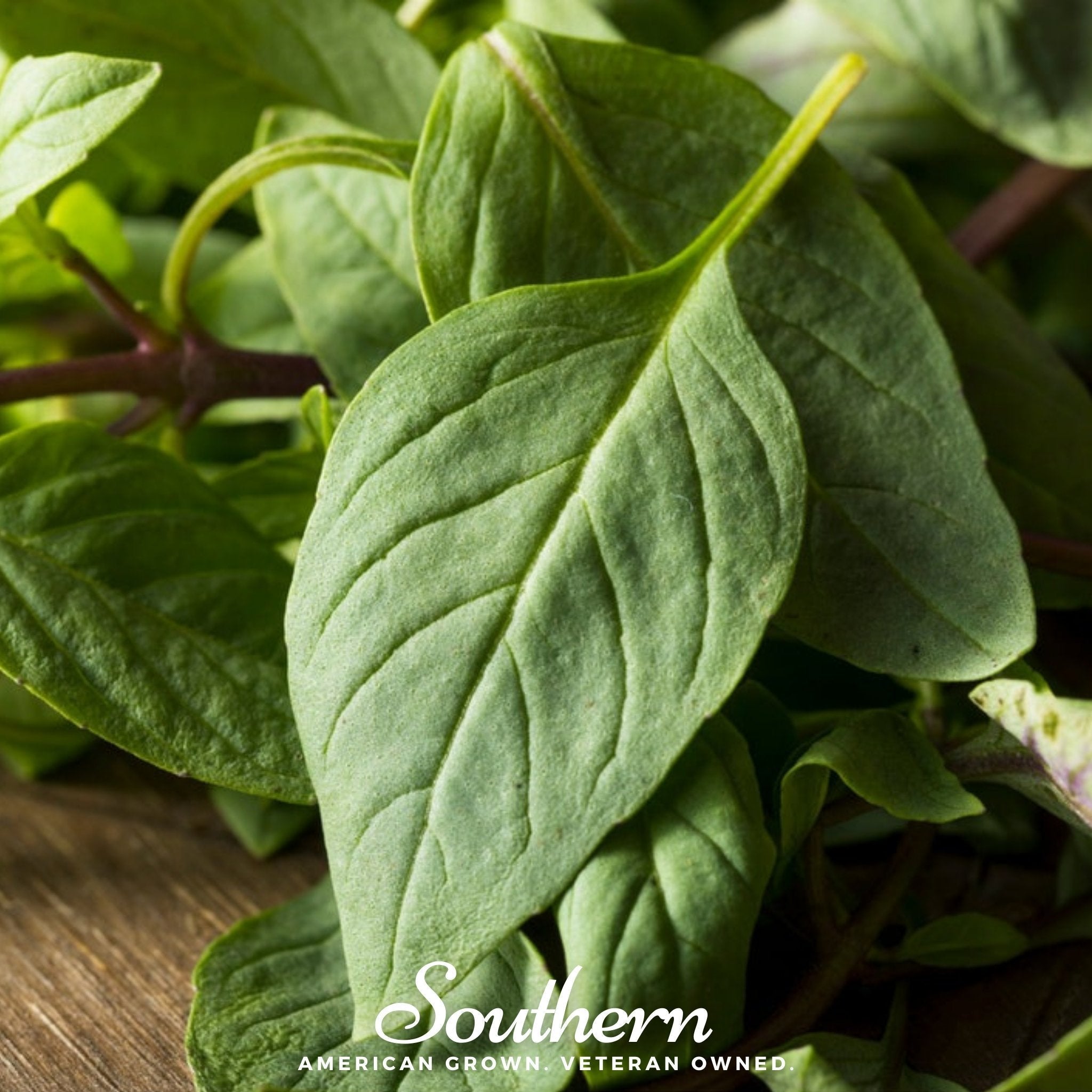 Licorice Basil – 250 Seeds Southern Seeds