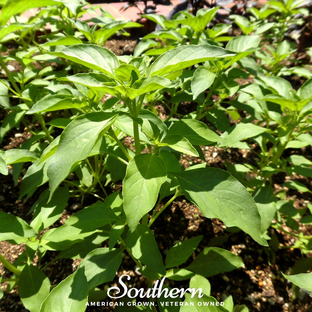 Lime Basil – 250 Seeds Southern Seeds