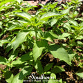Lime Basil – 250 Seeds Southern Seeds