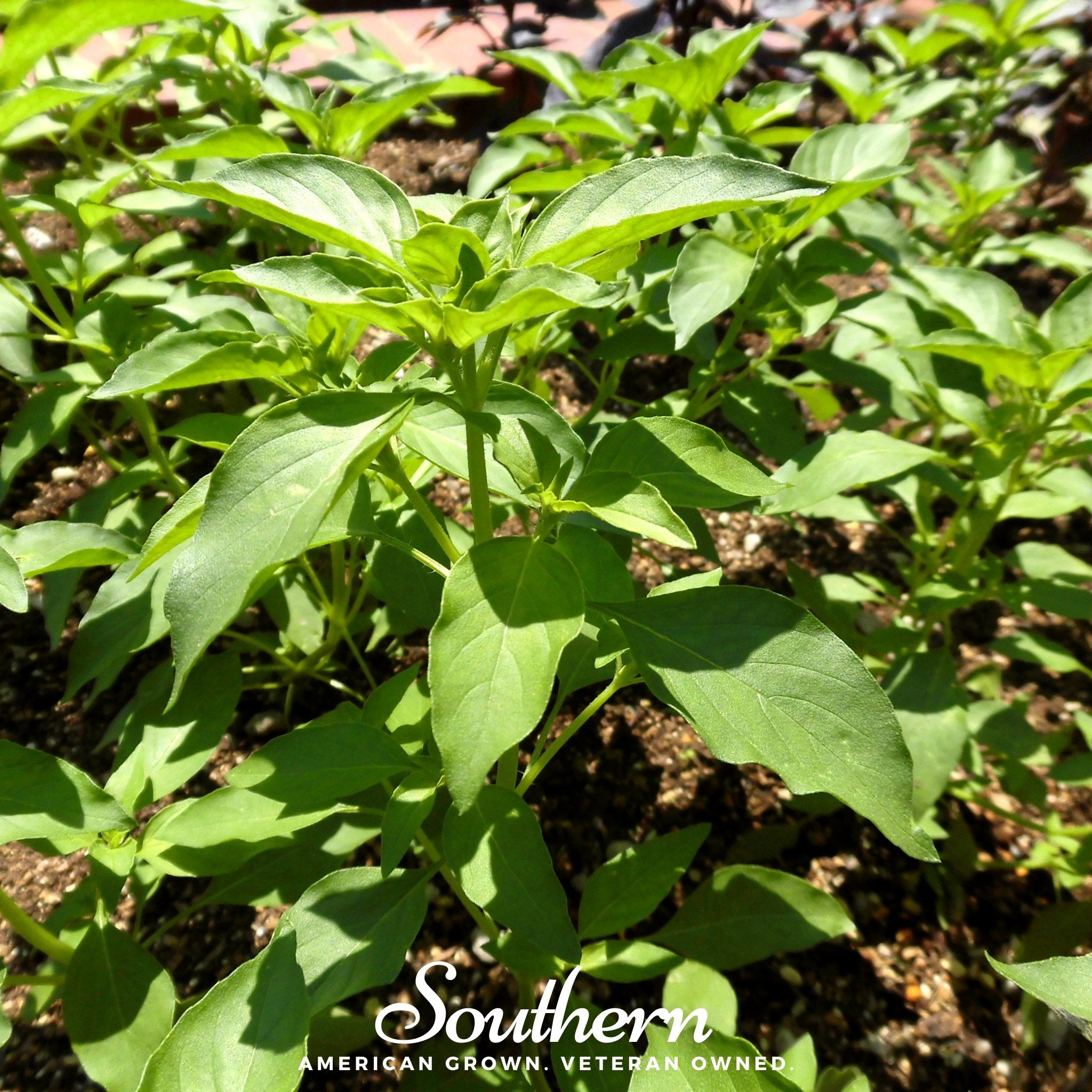 Lime Basil – 250 Seeds Southern Seeds