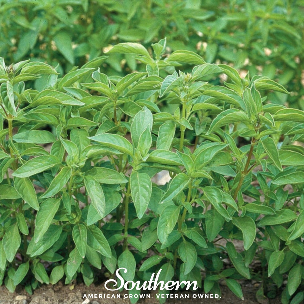 Lime Basil – 250 Seeds Southern Seeds