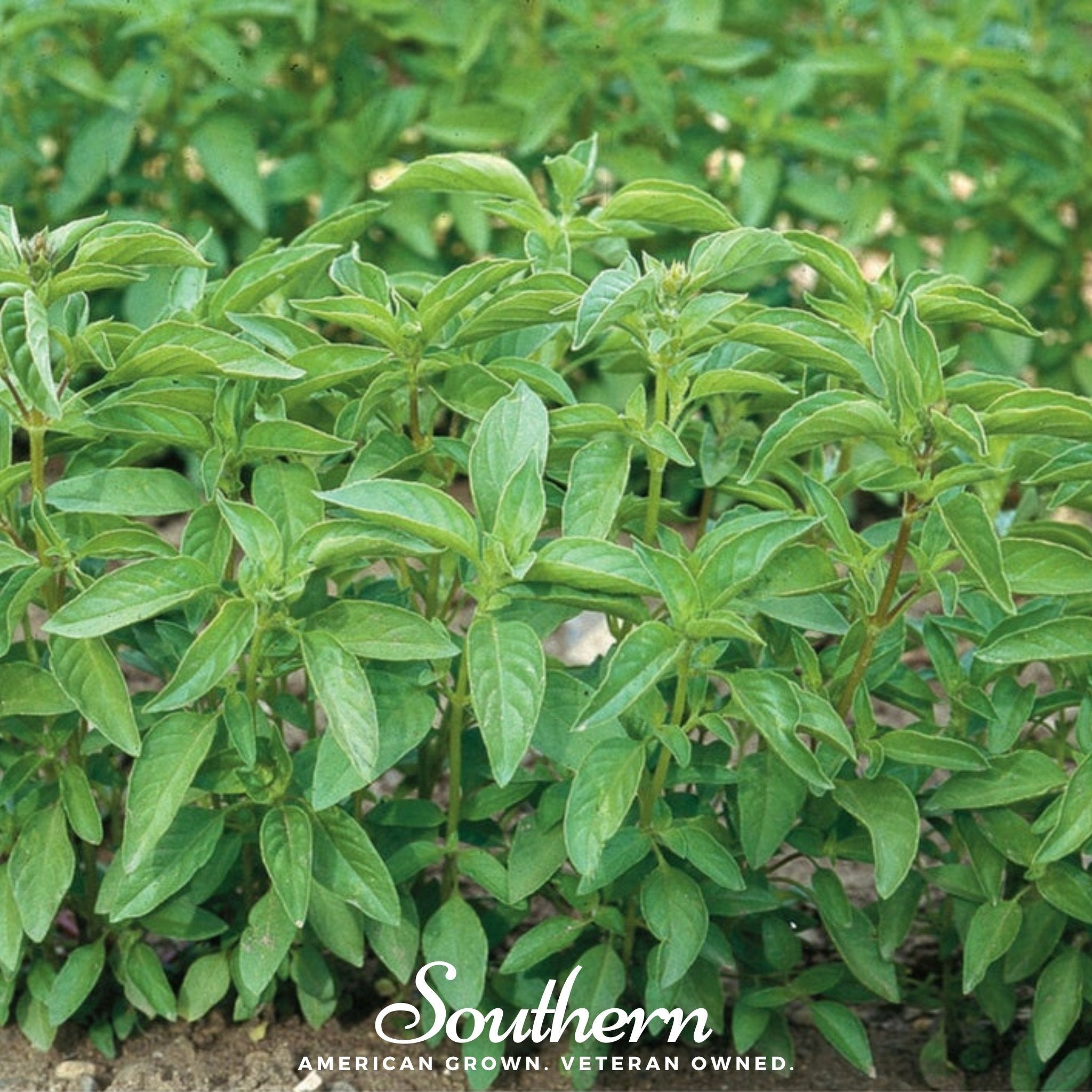 Lime Basil – 250 Seeds Southern Seeds