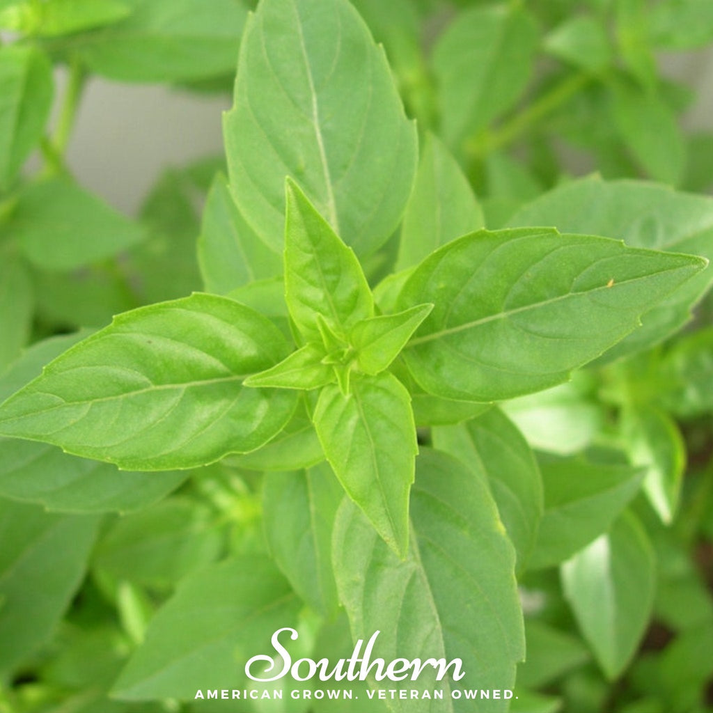Lime Basil – 250 Seeds Southern Seeds