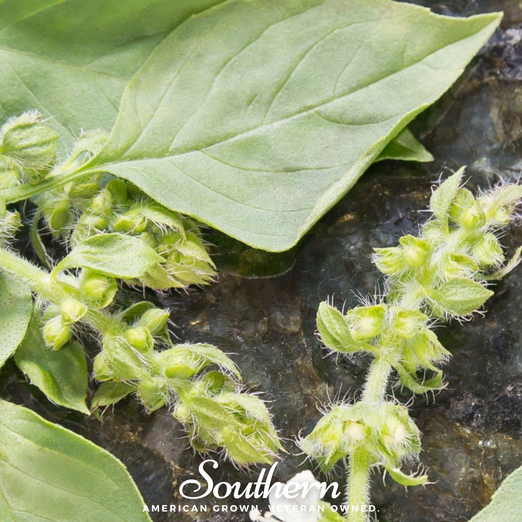 Lime Basil – 250 Seeds Southern Seeds