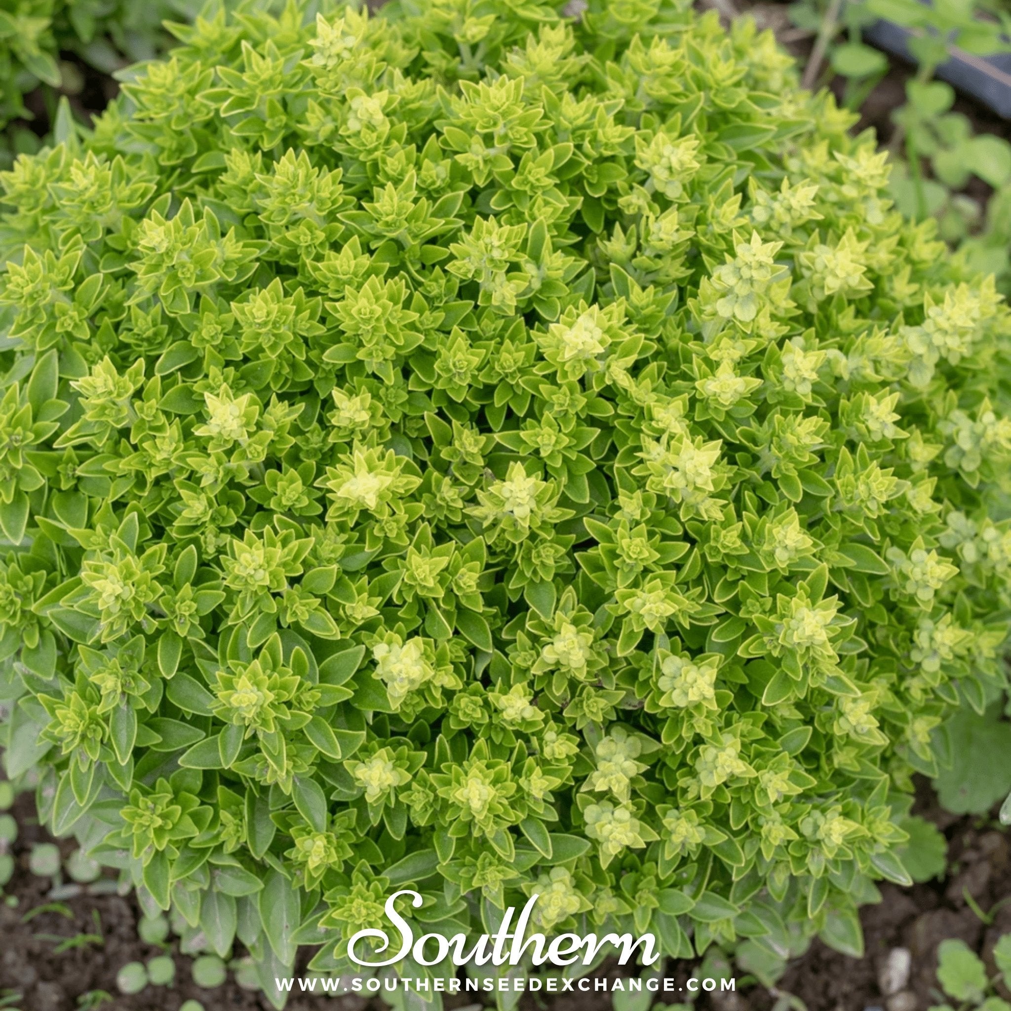 Piccolino Basil – 20 Seeds Southern Seeds