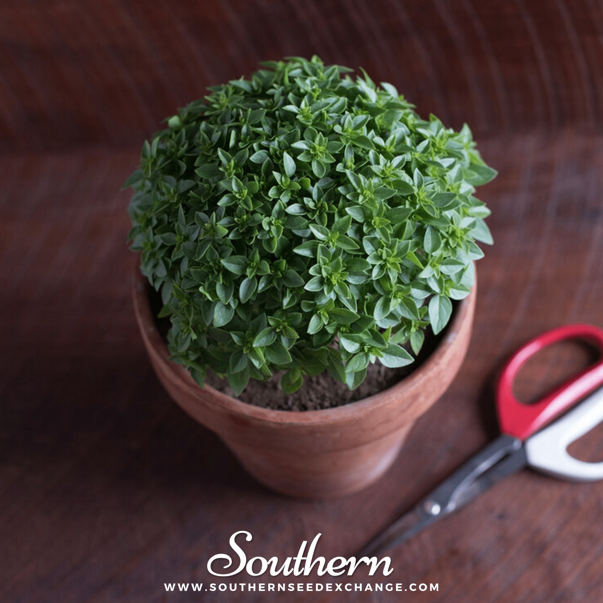 Piccolino Basil – 20 Seeds Southern Seeds