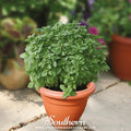 Piccolino Basil – 20 Seeds Southern Seeds