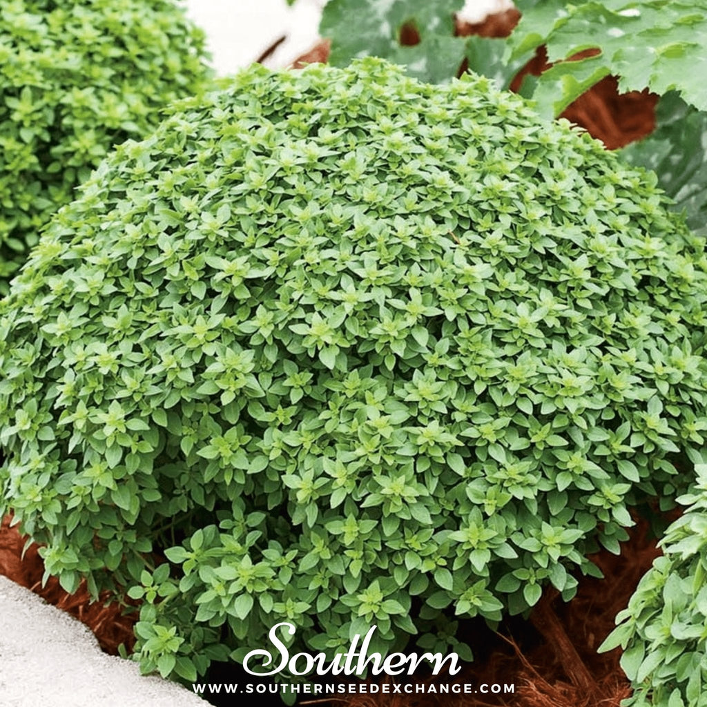 Piccolino Basil – 20 Seeds Southern Seeds