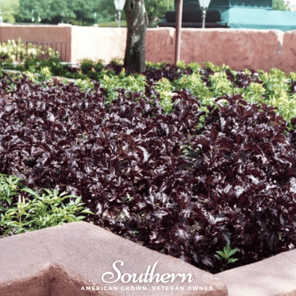 Purple Ruffles Basil – 250 Seeds Southern Seeds