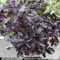 Purple Ruffles Basil – 250 Seeds Southern Seeds