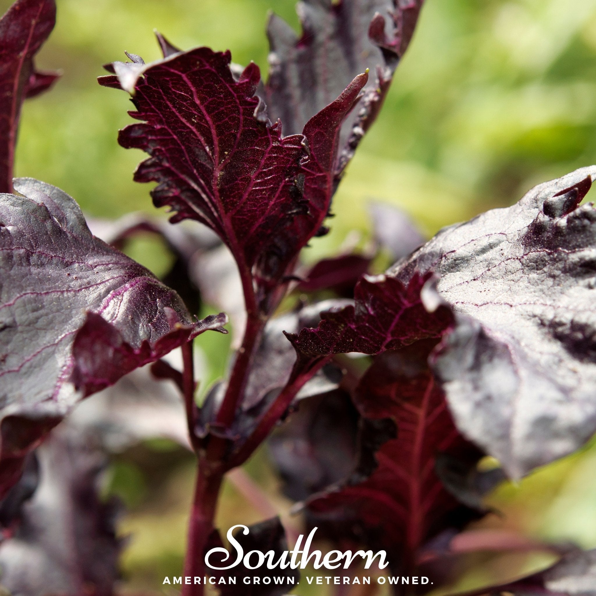 Purple Ruffles Basil – 250 Seeds Southern Seeds
