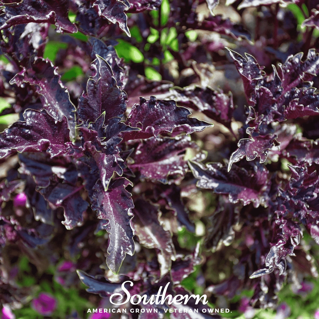 Purple Ruffles Basil – 250 Seeds Southern Seeds