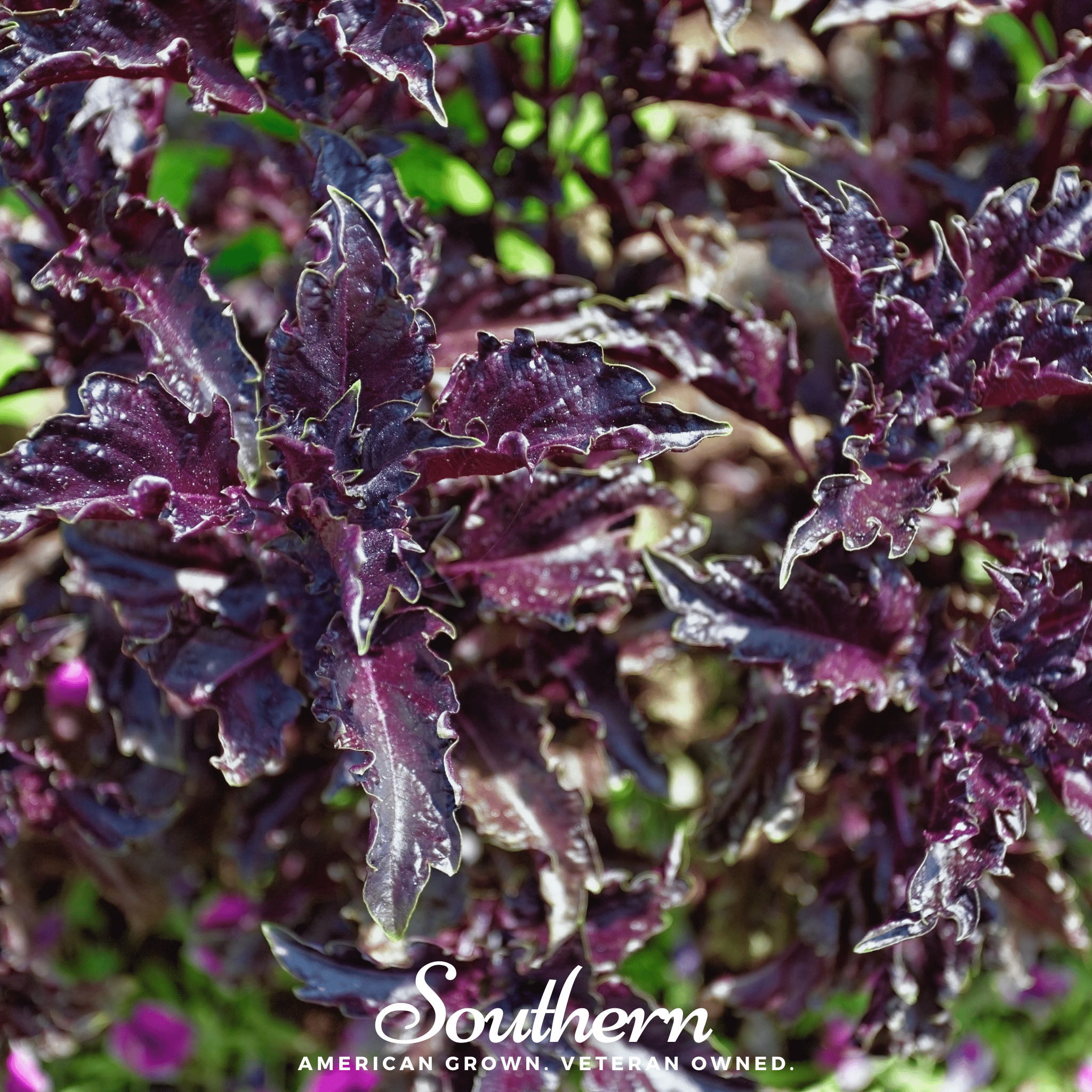 Purple Ruffles Basil – 250 Seeds Southern Seeds