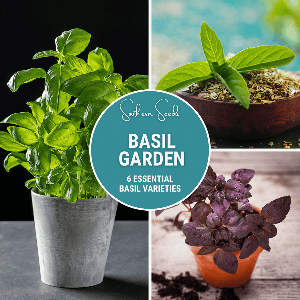 Basil Seed Collection – 6 Varieties Southern Seeds