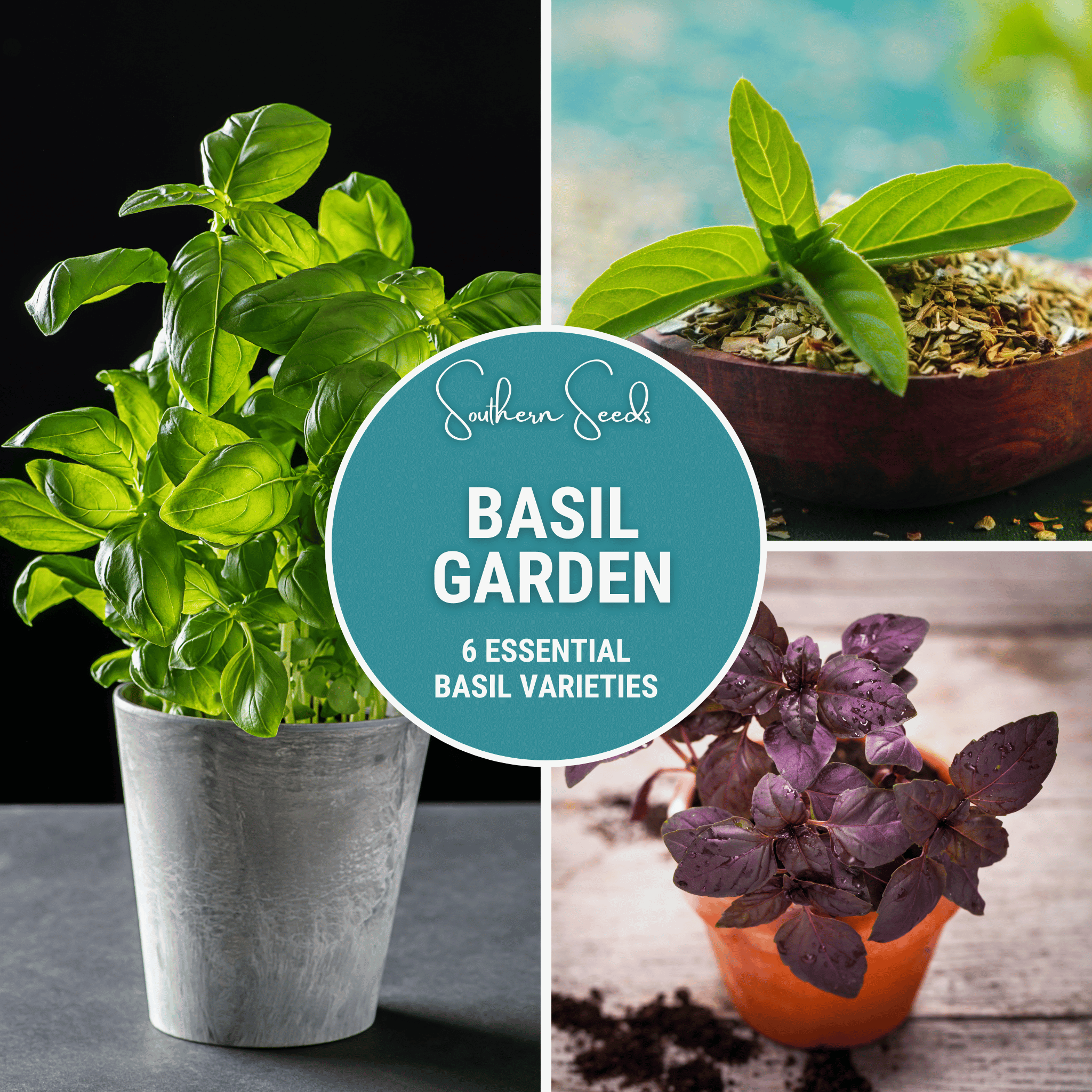 Basil Seed Collection – 6 Varieties Southern Seeds