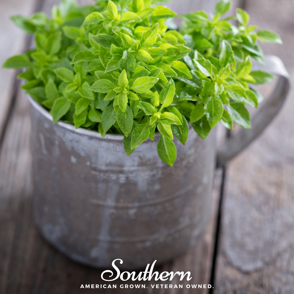 Spicy Globe Basil – 250 Seeds Southern Seeds