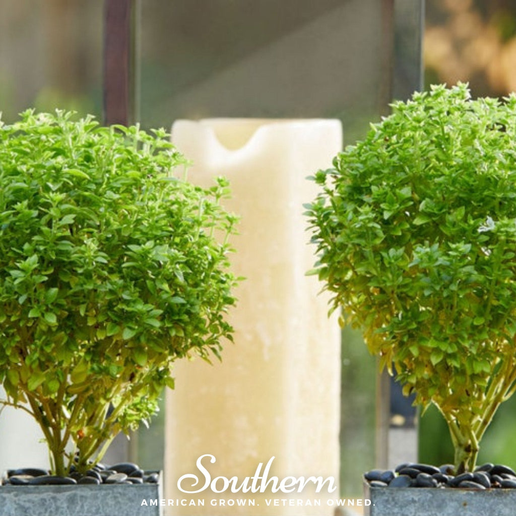 Spicy Globe Basil – 250 Seeds Southern Seeds