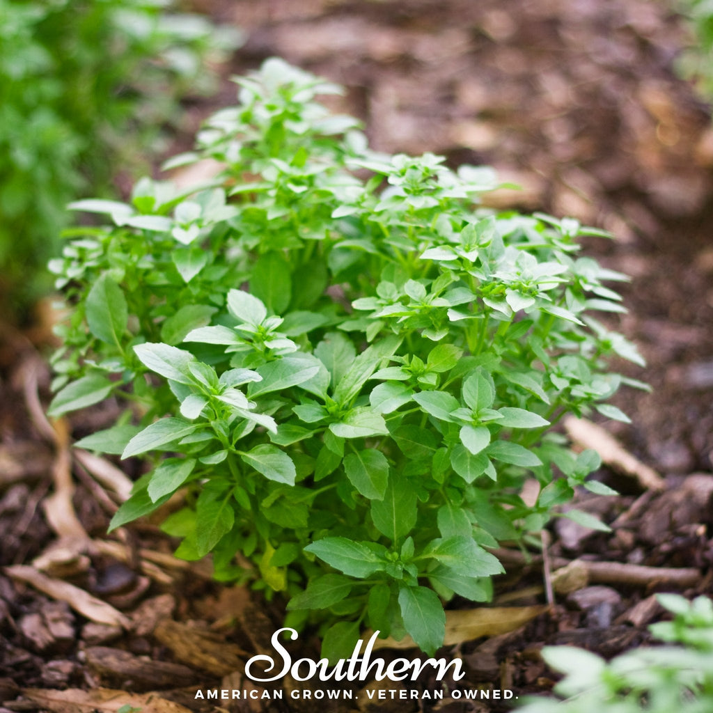 Spicy Globe Basil – 250 Seeds Southern Seeds