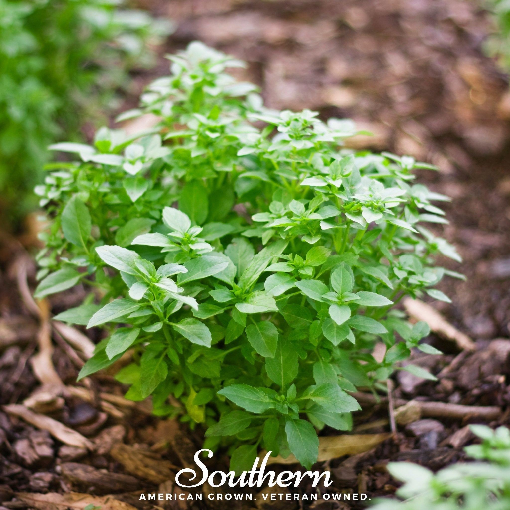 Spicy Globe Basil – 250 Seeds Southern Seeds