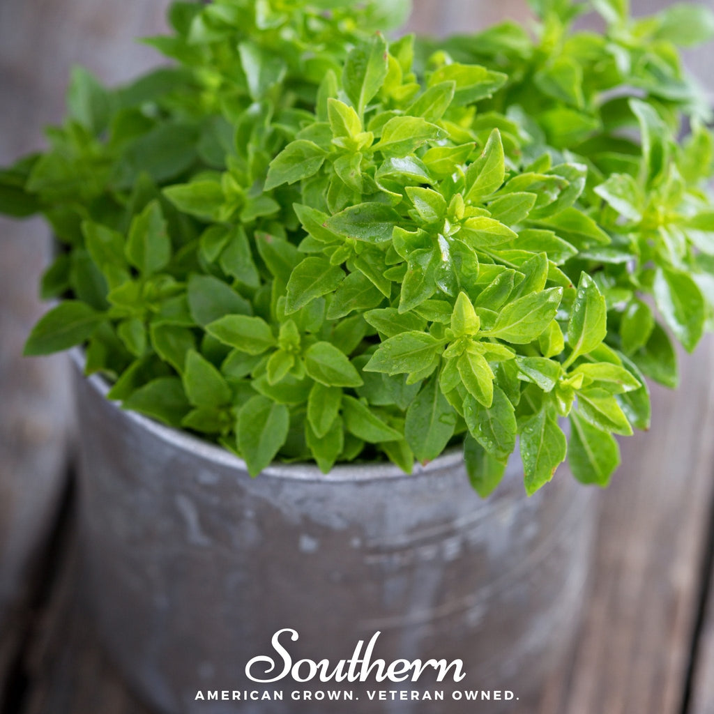 Spicy Globe Basil – 250 Seeds Southern Seeds
