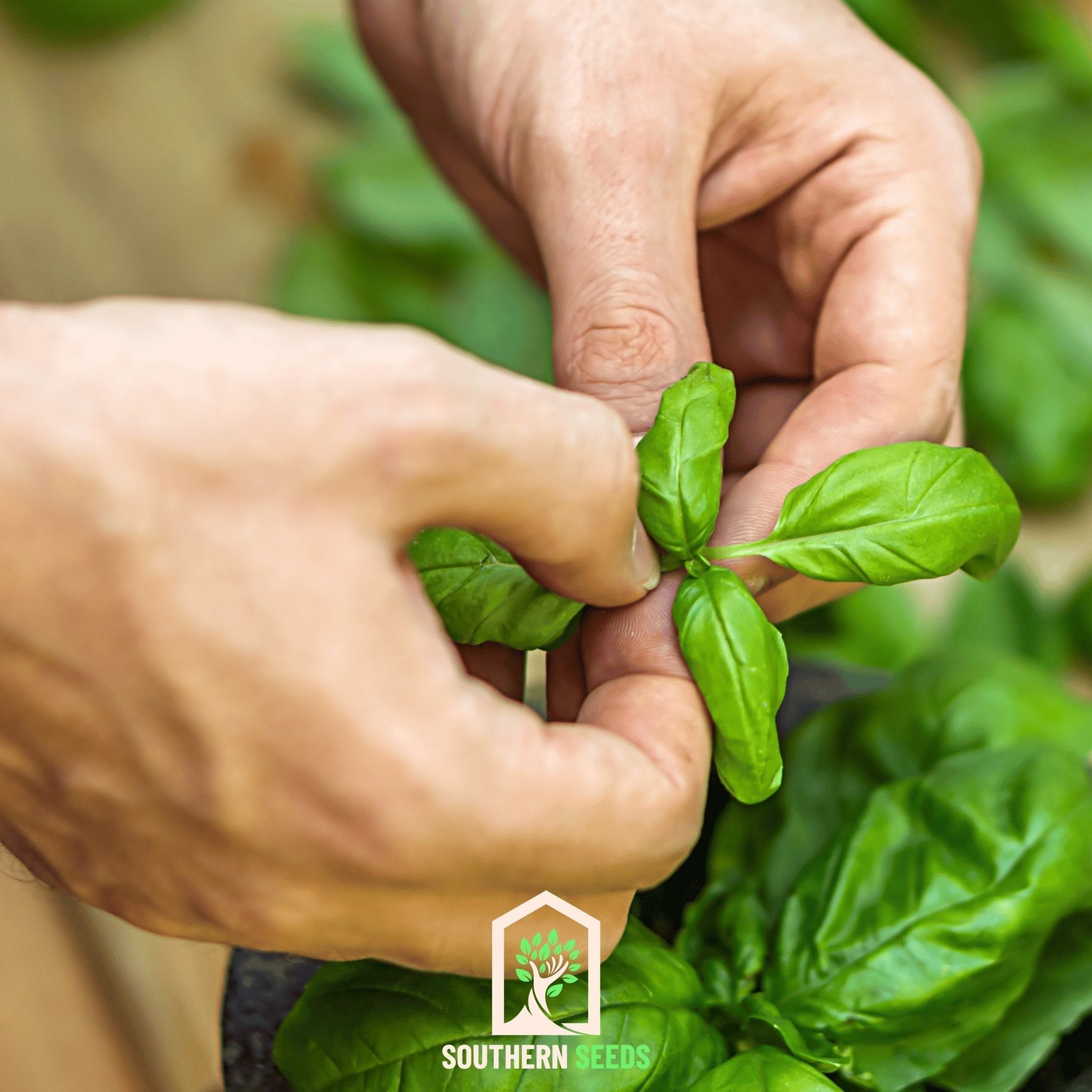 Sweet Basil – 250 Seeds Southern Seeds