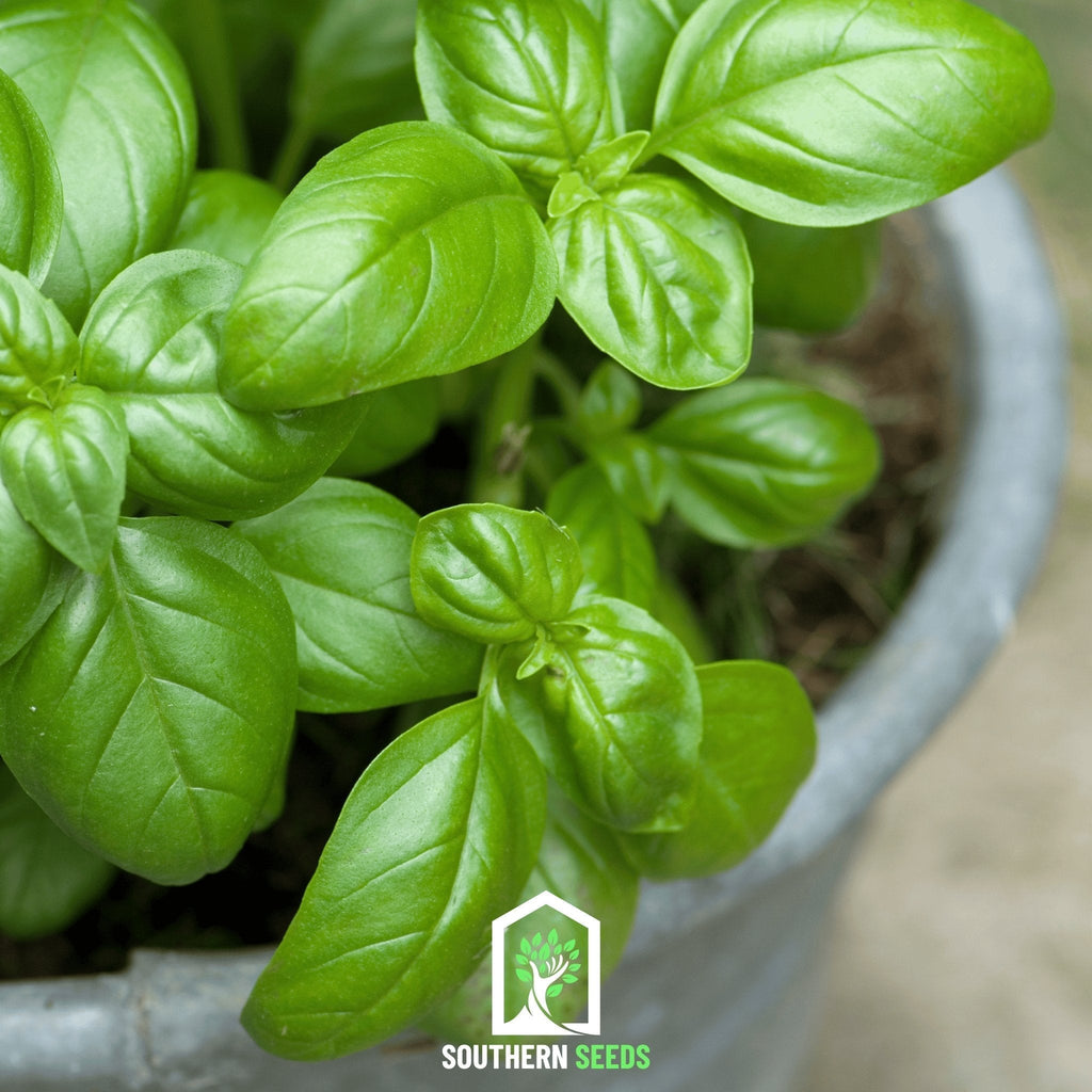 Sweet Basil – 250 Seeds Southern Seeds