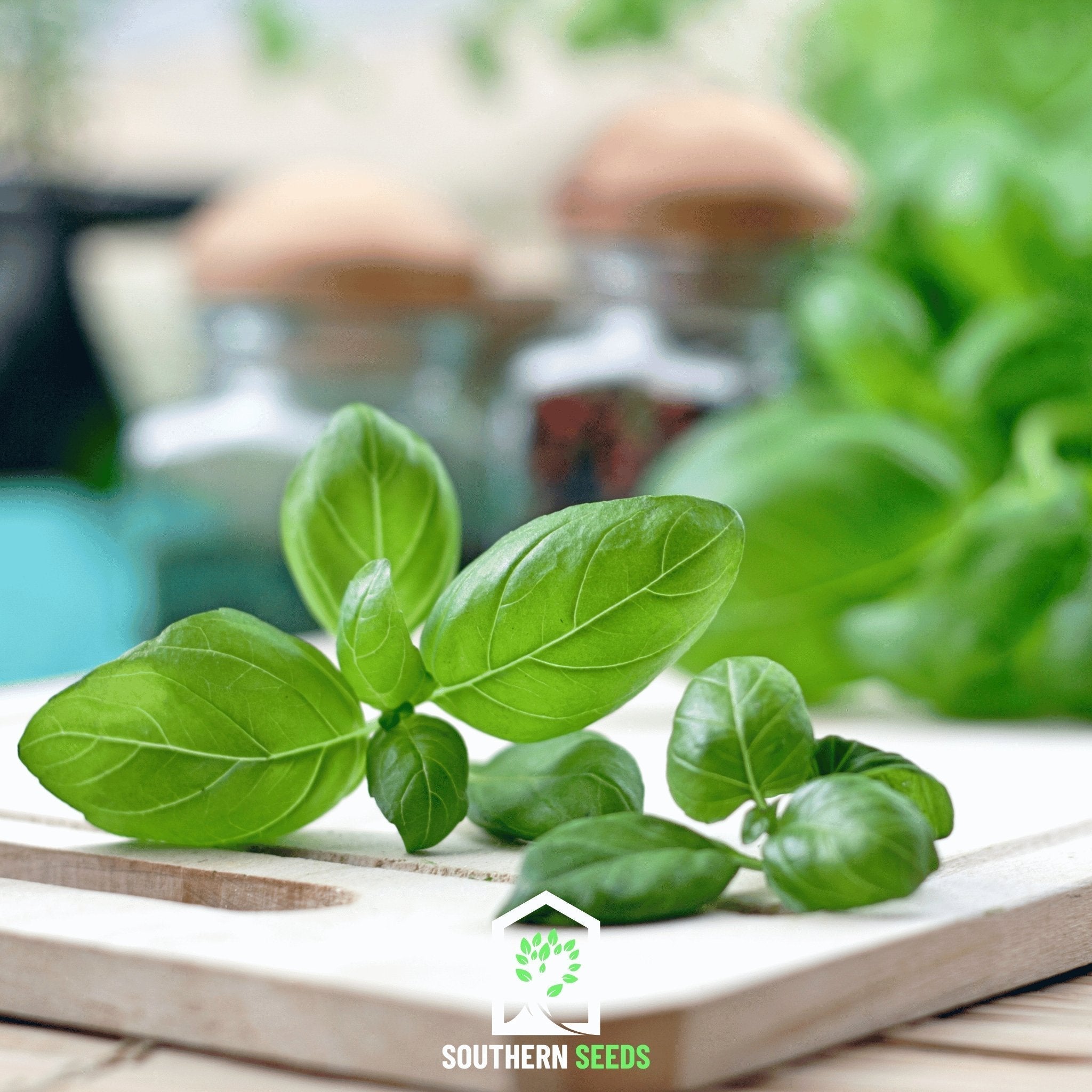 Sweet Basil – 250 Seeds Southern Seeds