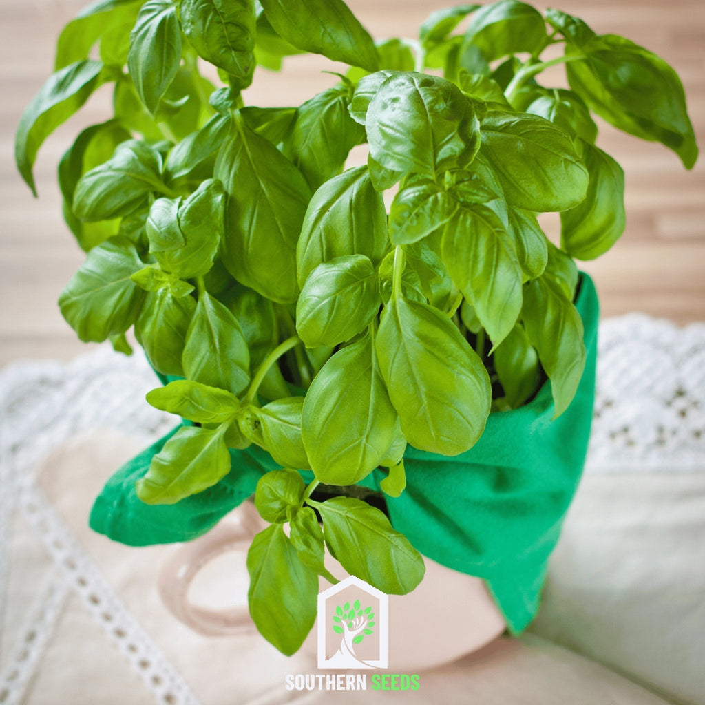 Sweet Basil – 250 Seeds Southern Seeds