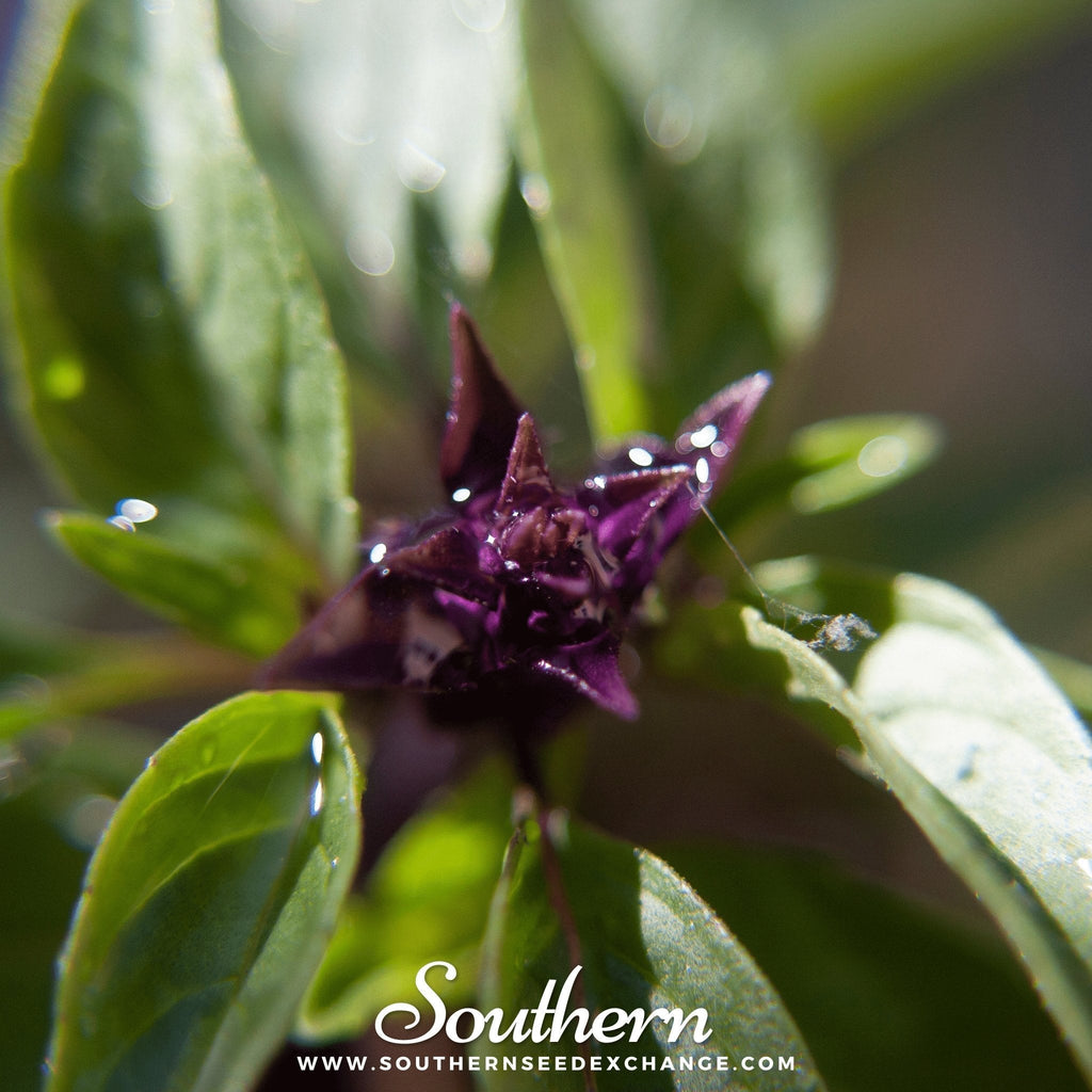 Thai Siam Queen Basil – 250 Seeds Southern Seeds