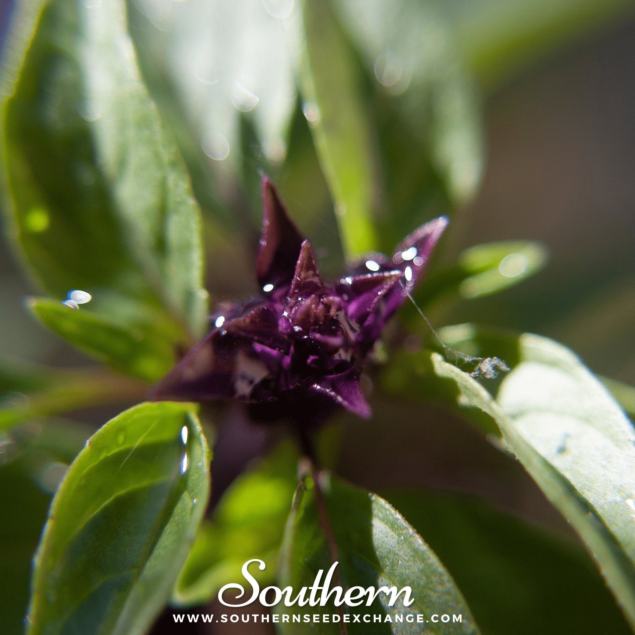 Thai Siam Queen Basil – 250 Seeds Southern Seeds