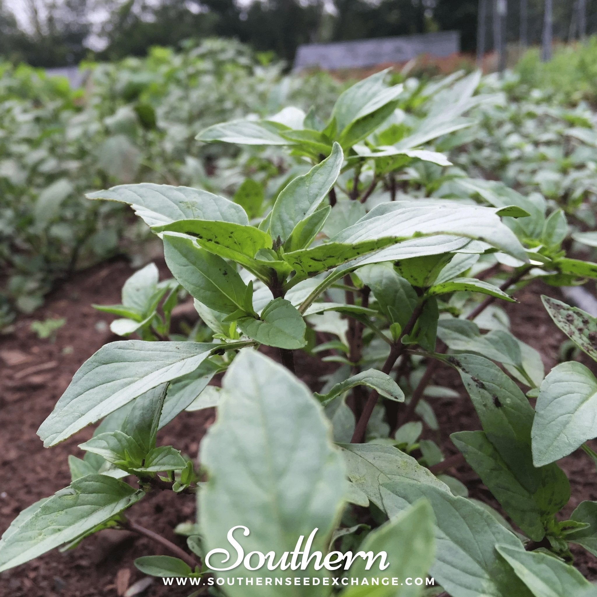 Thai Siam Queen Basil – 250 Seeds Southern Seeds