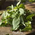 Thai Siam Queen Basil – 250 Seeds Southern Seeds