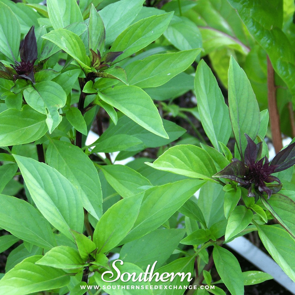 Thai Siam Queen Basil – 250 Seeds Southern Seeds