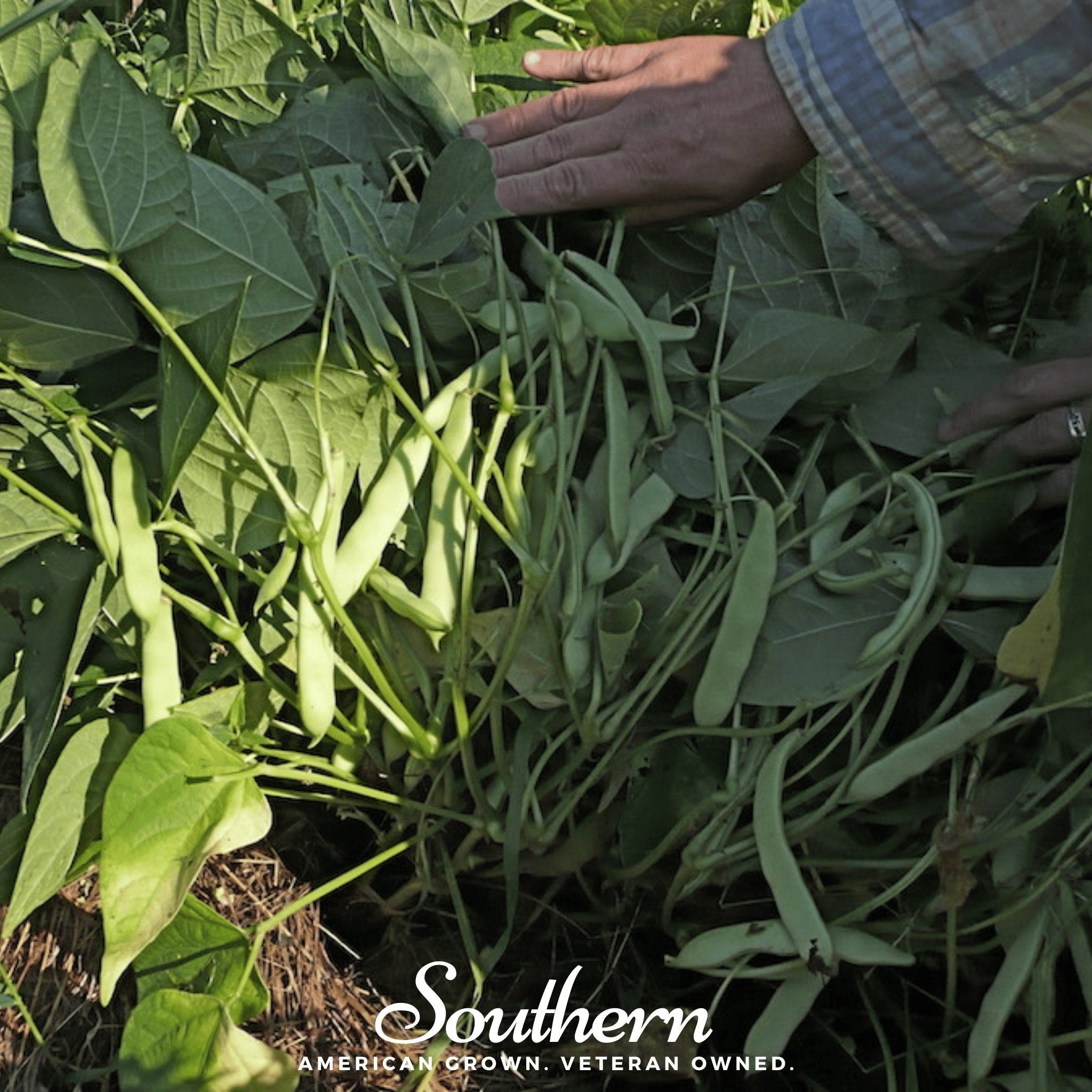 Black Coco Bean (Bush) – 30 Seeds Southern Seeds