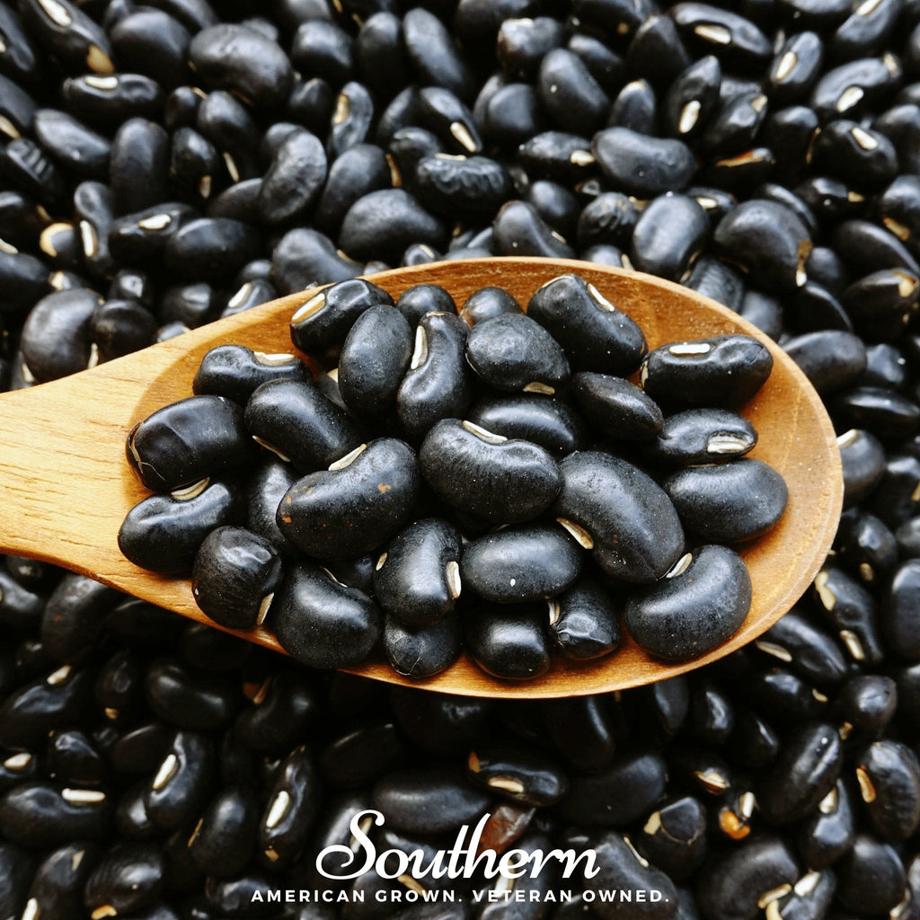 Black Coco Bean (Bush) – 30 Seeds Southern Seeds
