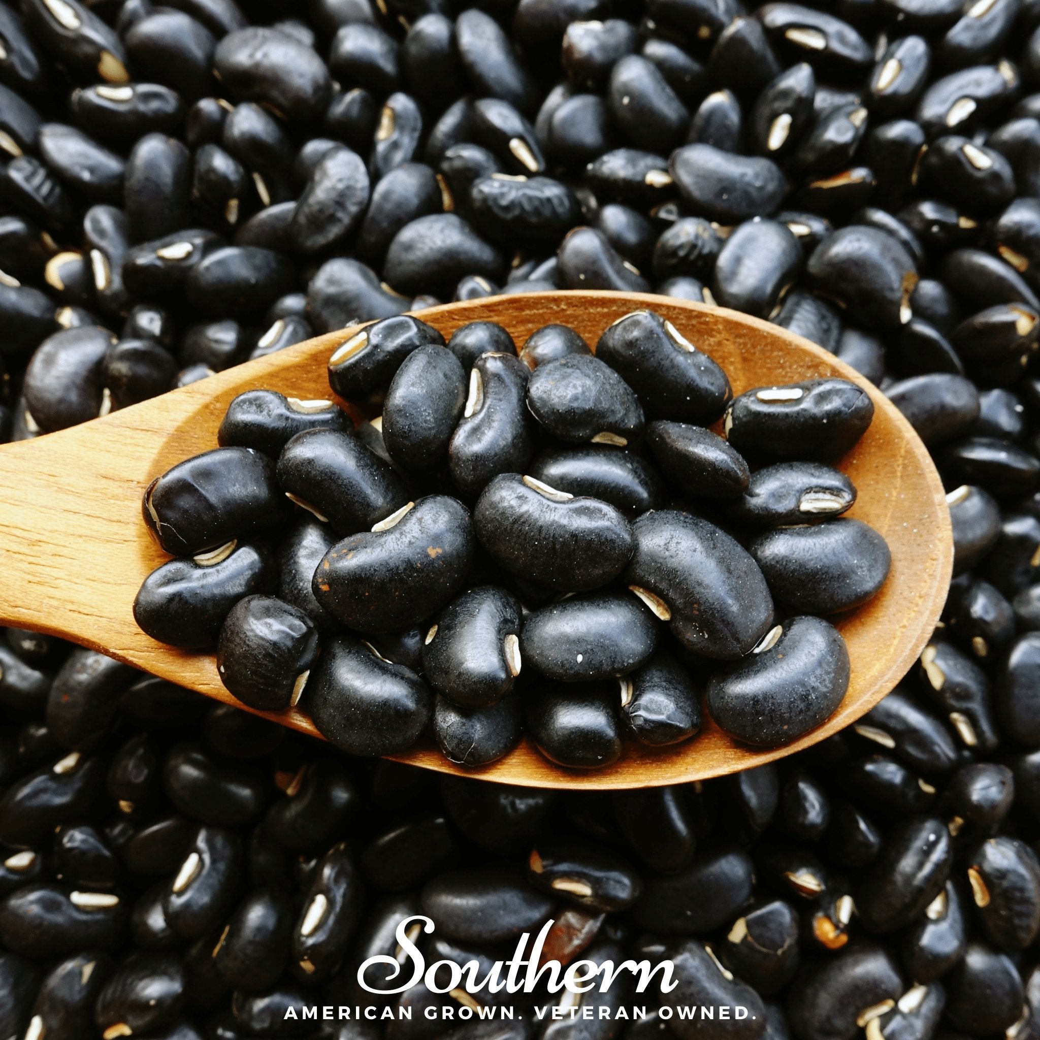 Black Coco Bean (Bush) – 30 Seeds Southern Seeds