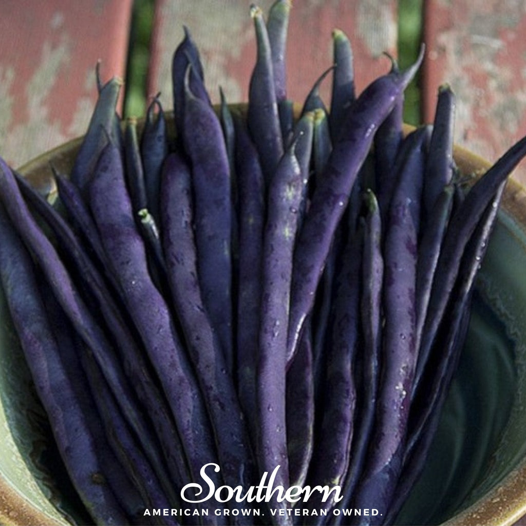 Blue Coco Bean (Pole) – 30 Seeds Southern Seeds