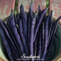 Blue Coco Bean (Pole) – 30 Seeds Southern Seeds