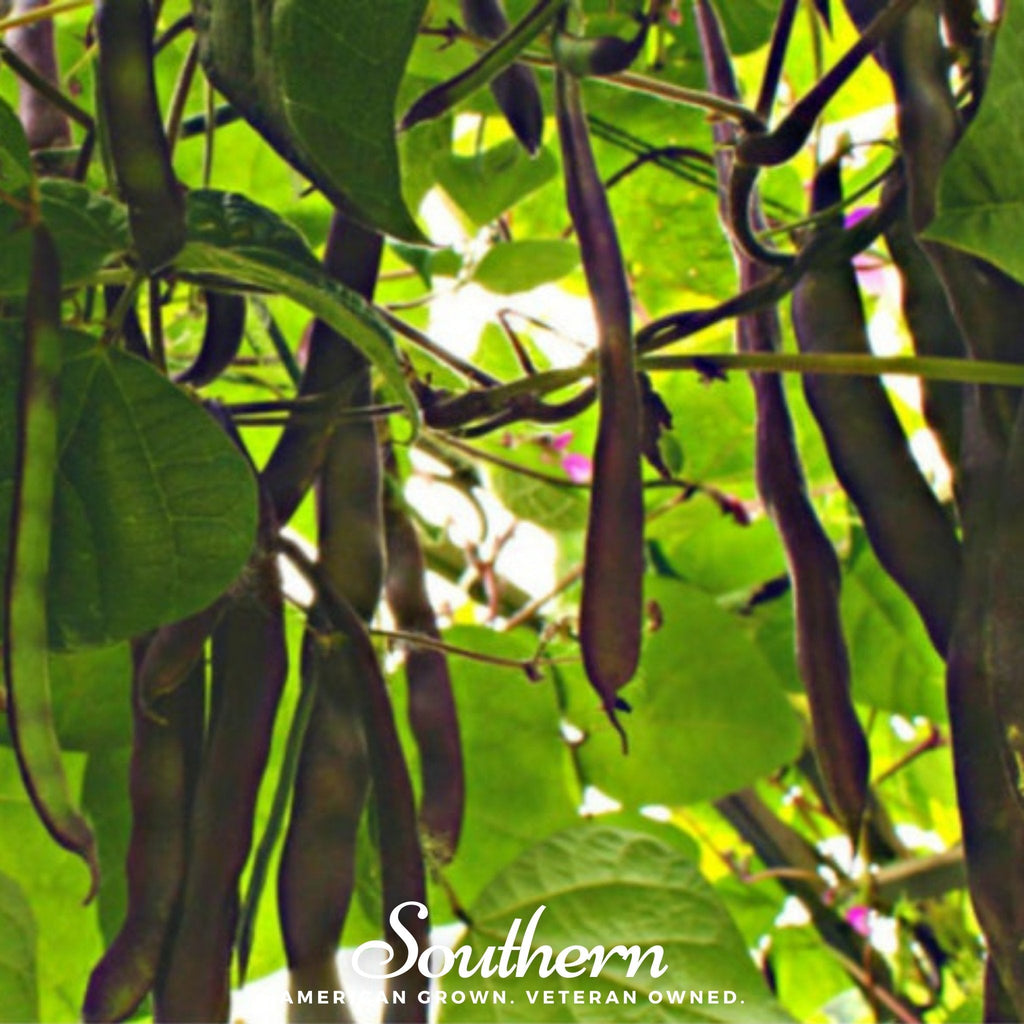 Blue Coco Bean (Pole) – 30 Seeds Southern Seeds