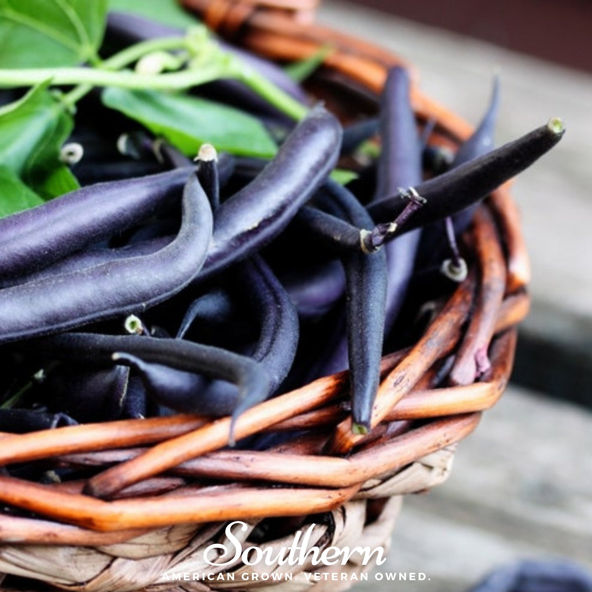Blue Coco Bean (Pole) – 30 Seeds Southern Seeds