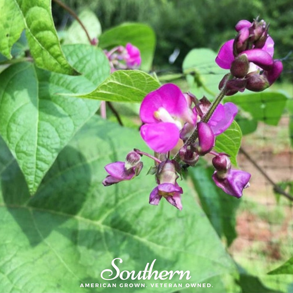 Blue Coco Bean (Pole) – 30 Seeds Southern Seeds